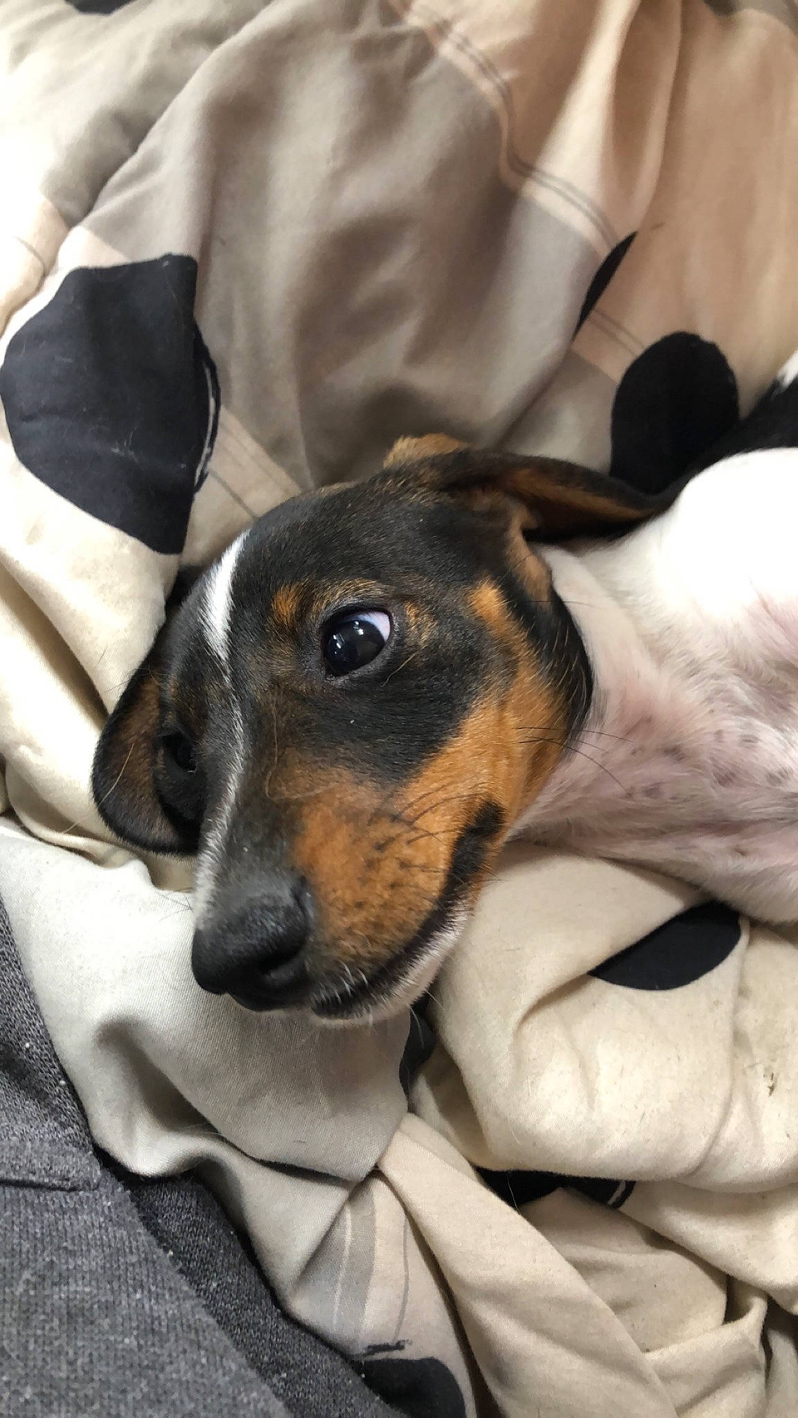 Piper Jo is registered to the contest to win money with this photo: brazilian_terrier, canidae, carnivore, companion_dog, dachshund, danish_swedish_farmdog, dog, dog_breed, fox_terrier, mammal, puppy, ratonero_bodeguero_andaluz, smooth_fox_terrier, snout, vertebrate