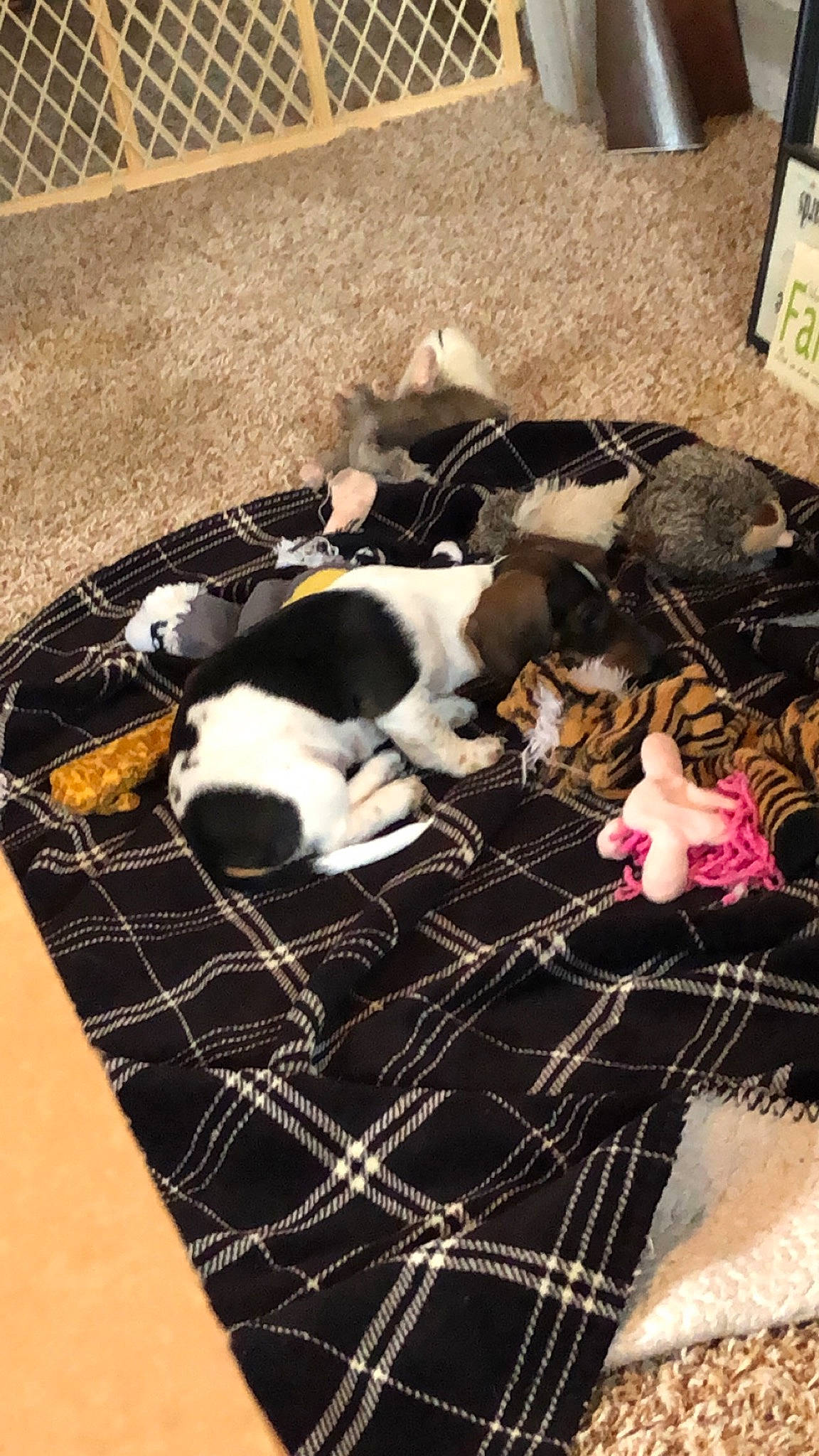 Piper Jo is registered to the contest to win money with this photo: boston_terrier, canidae, carnivore, dog, dog_breed, fawn, french_bulldog, mammal, non_sporting_group, puppy