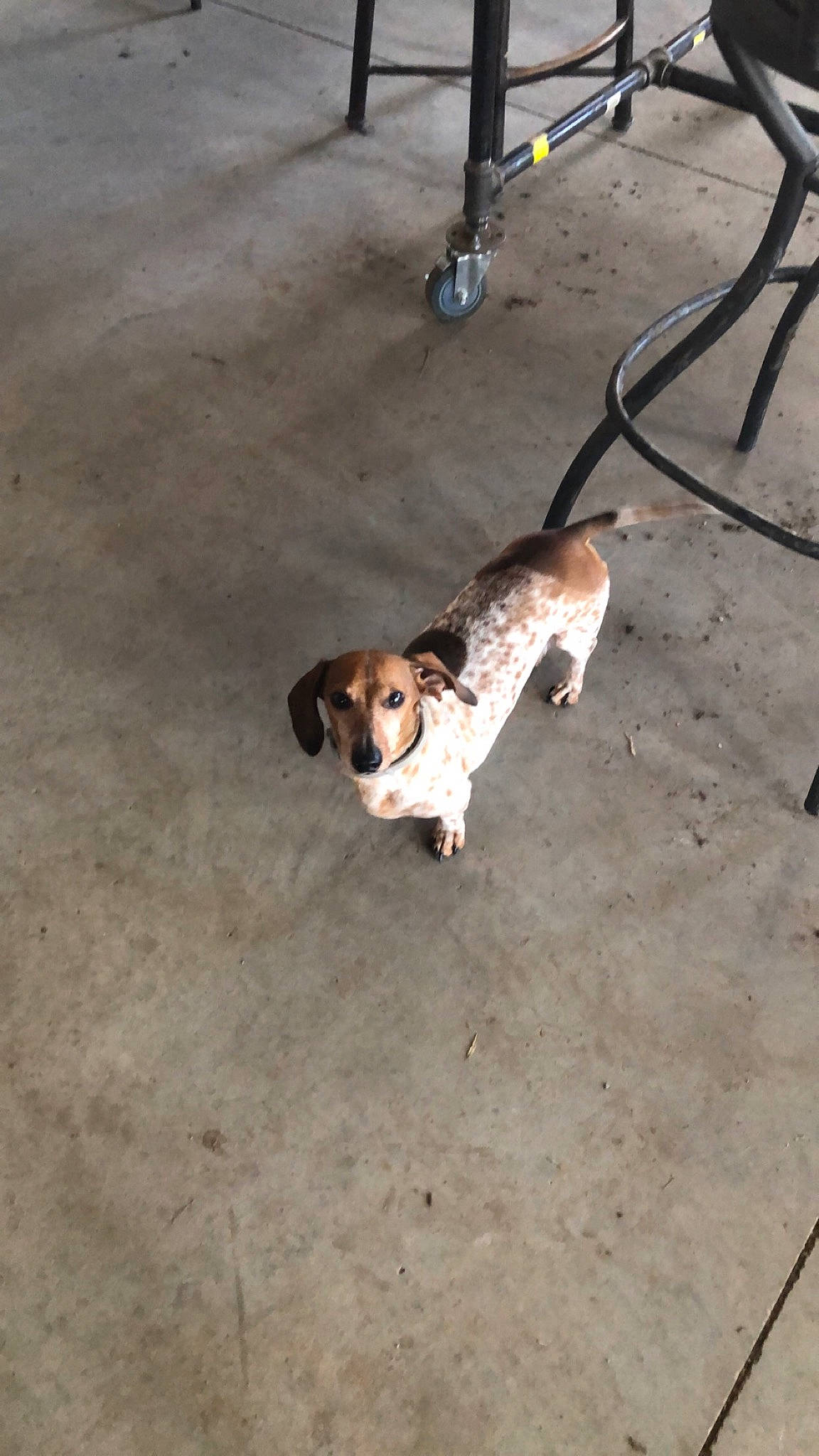 Copper is registered to the contest to win money with this photo: american_foxhound, beagle, beagle_harrier, canidae, carnivore, dog, dog_breed, estonian_hound, fawn, floor, harrier, mammal, pocket_beagle, snout, sporting_group, street_dog, treeing_walker_coonhound