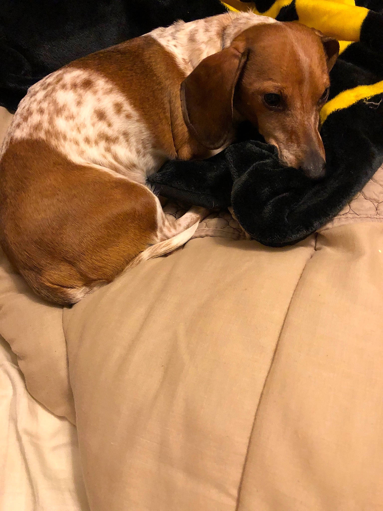 Copper is registered to the contest to win money with this photo: azawakh, canidae, carnivore, companion_dog, dog, dog_breed, fawn, italian_greyhound, mammal, snout, sporting_group, vertebrate