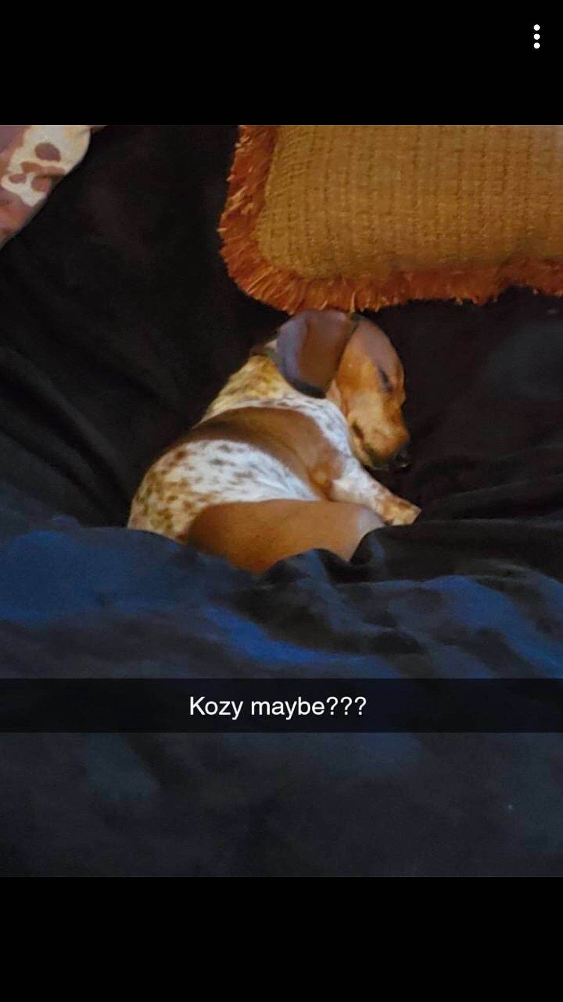 Copper joined the competition — help win amazing prizes! beagle, canidae, carnivore, companion_dog, dog, dog_breed, fawn, photo_caption, puppy