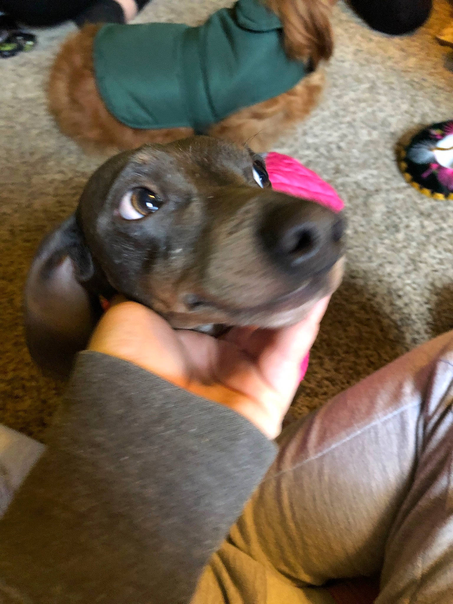 Sully Bear joined the competition — help win amazing prizes! beagador, canidae, carnivore, dachshund, dog, dog_breed, fawn, feist, guard_dog, mammal, mountain_cur, nose, puppy, snout, sporting_group, weimaraner