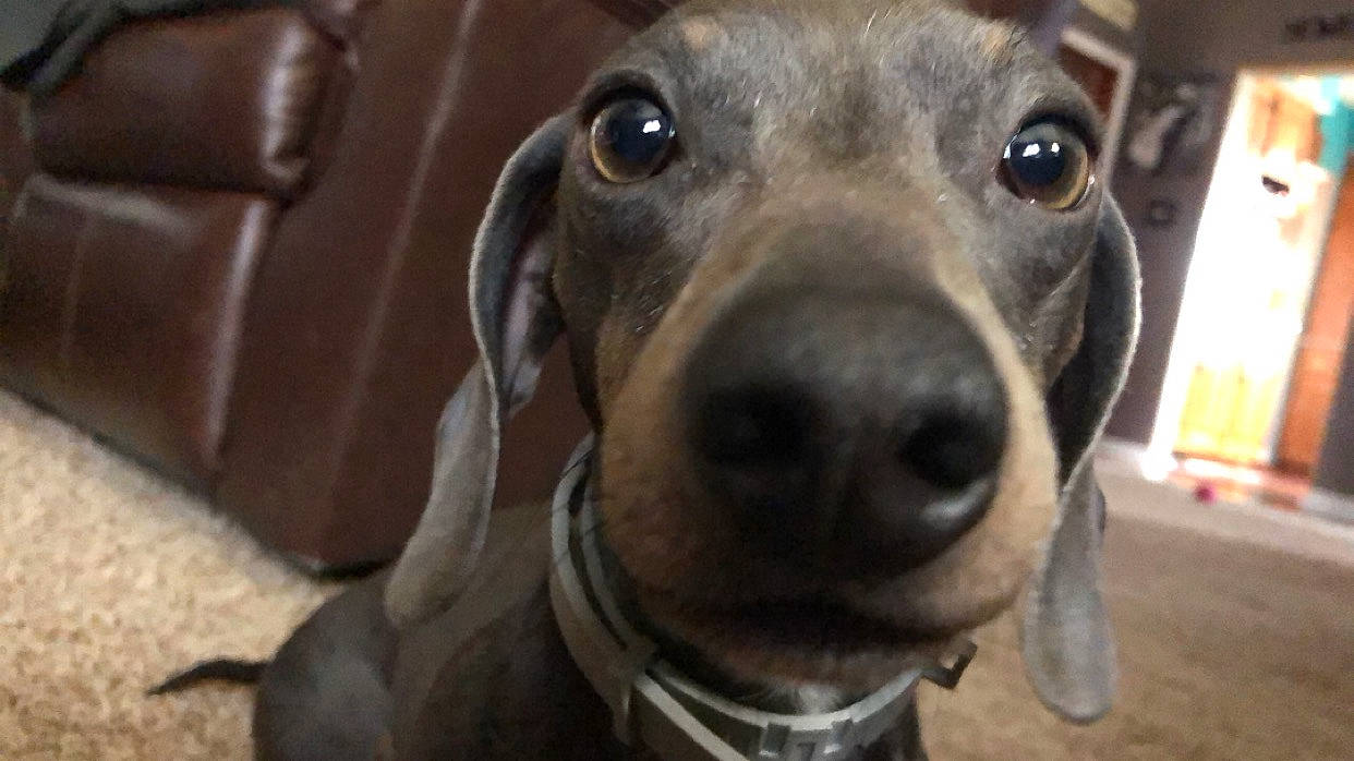 Sully Bear is registered to the contest to win money with this photo: canidae, carnivore, companion_dog, dachshund, dog, dog_breed, fawn, greyhound, italian_greyhound, mammal, rare_breed_dog, sighthound, snout, sporting_group, toy_dog, vertebrate, whiskers, working_dog