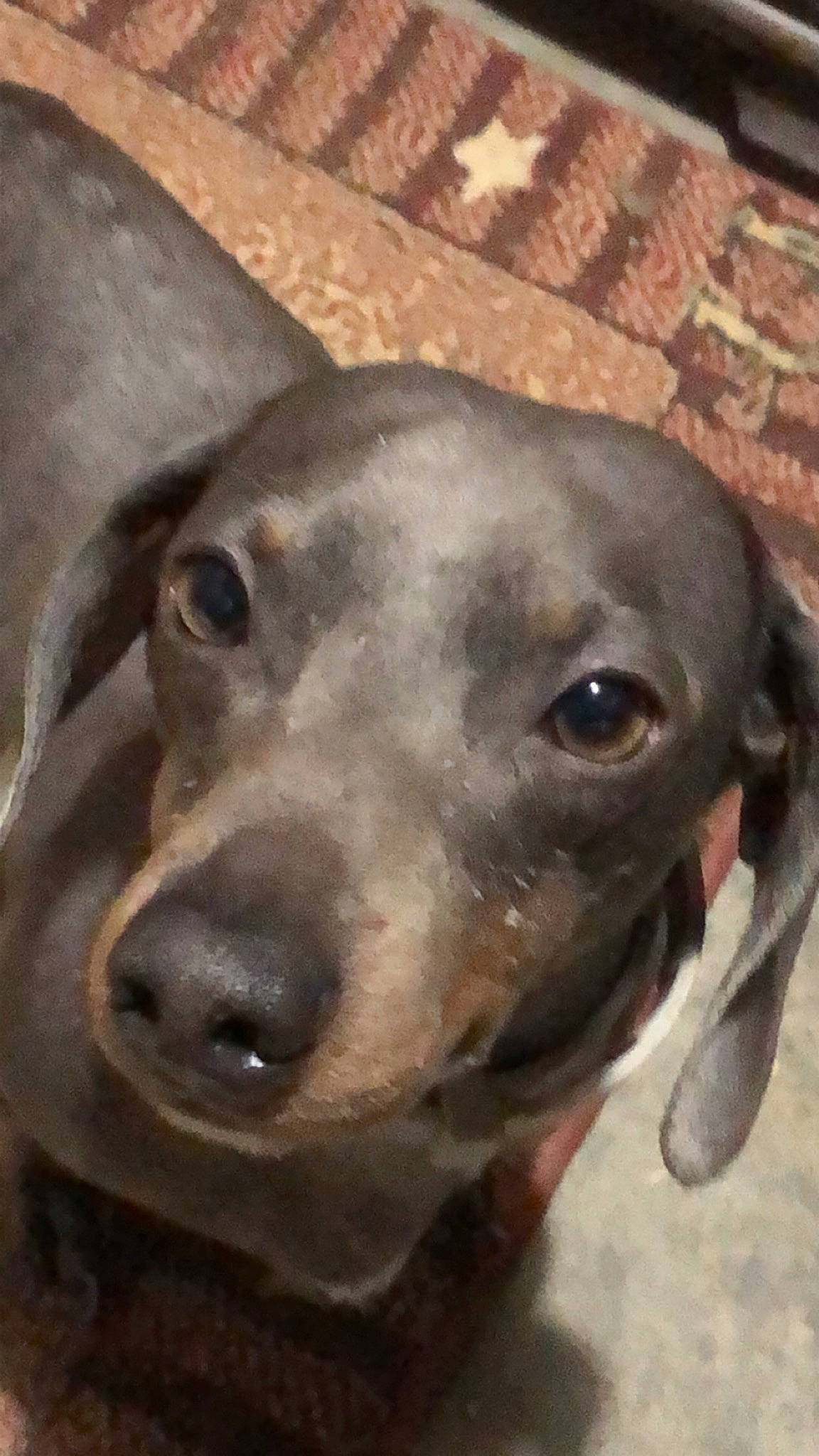 Sully Bear joined the competition — help win amazing prizes! canidae, carnivore, dog, dog_breed, ear, fawn, italian_greyhound, mammal, nose, snout, sporting_group, vertebrate, weimaraner, whiskers