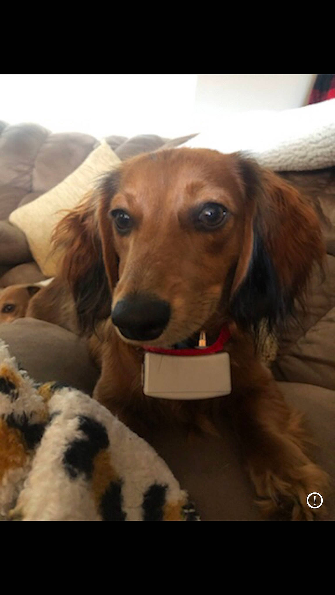 Barrett joined the competition — help win amazing prizes! carnivore, collar, comfort, companion_dog, dog, dog_breed, fawn, fur, happy, liver, pet_supply, snout, sporting_group, whiskers, working_animal