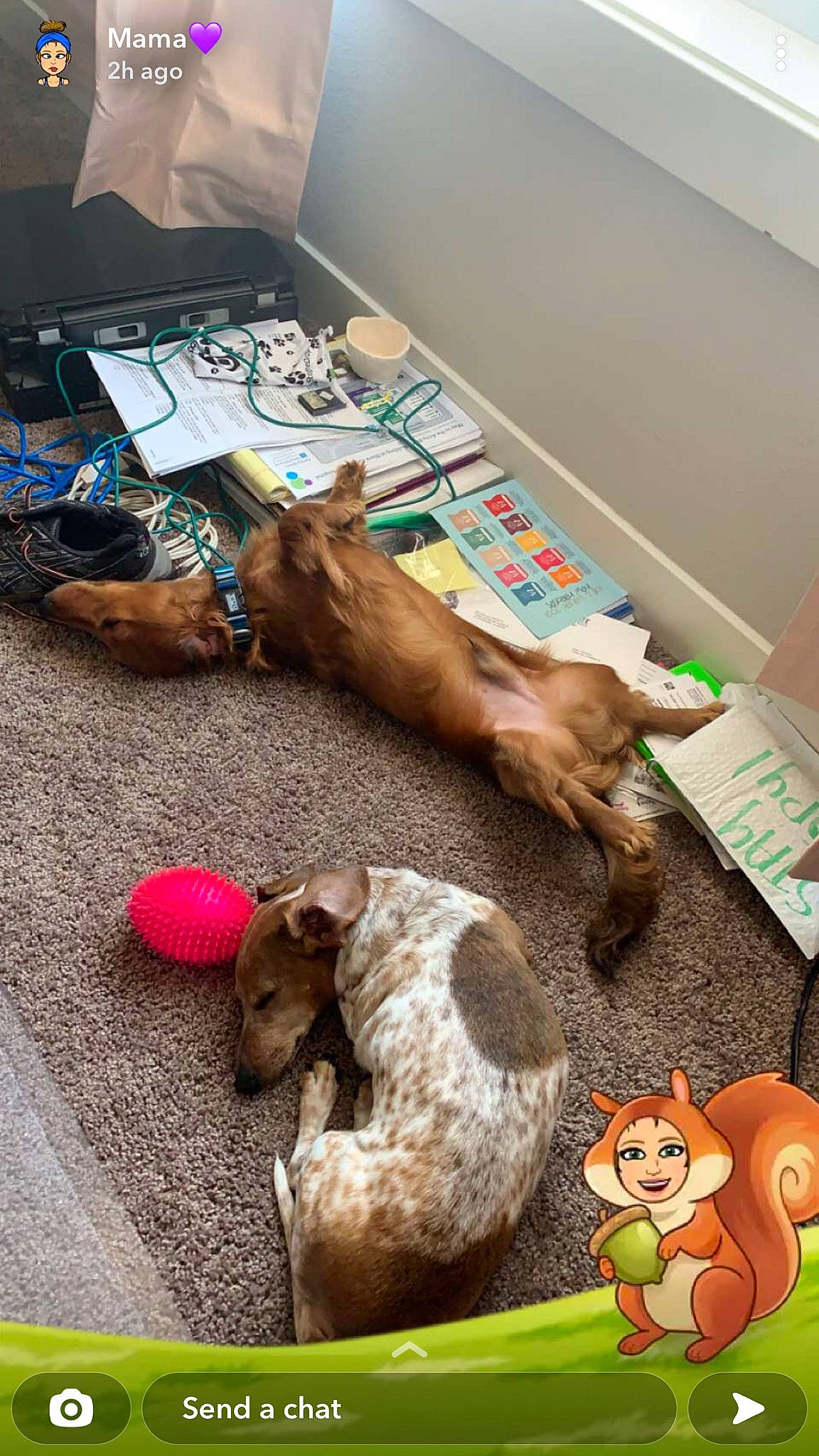 Barrett joined the competition — help win amazing prizes! canidae, carnivore, child, comfort, companion_dog, dog, dog_breed, dog_supply, fawn, flooring, fur, hardwood, mammal, play, room, sporting_group, toy, vertebrate, wood, working_animal