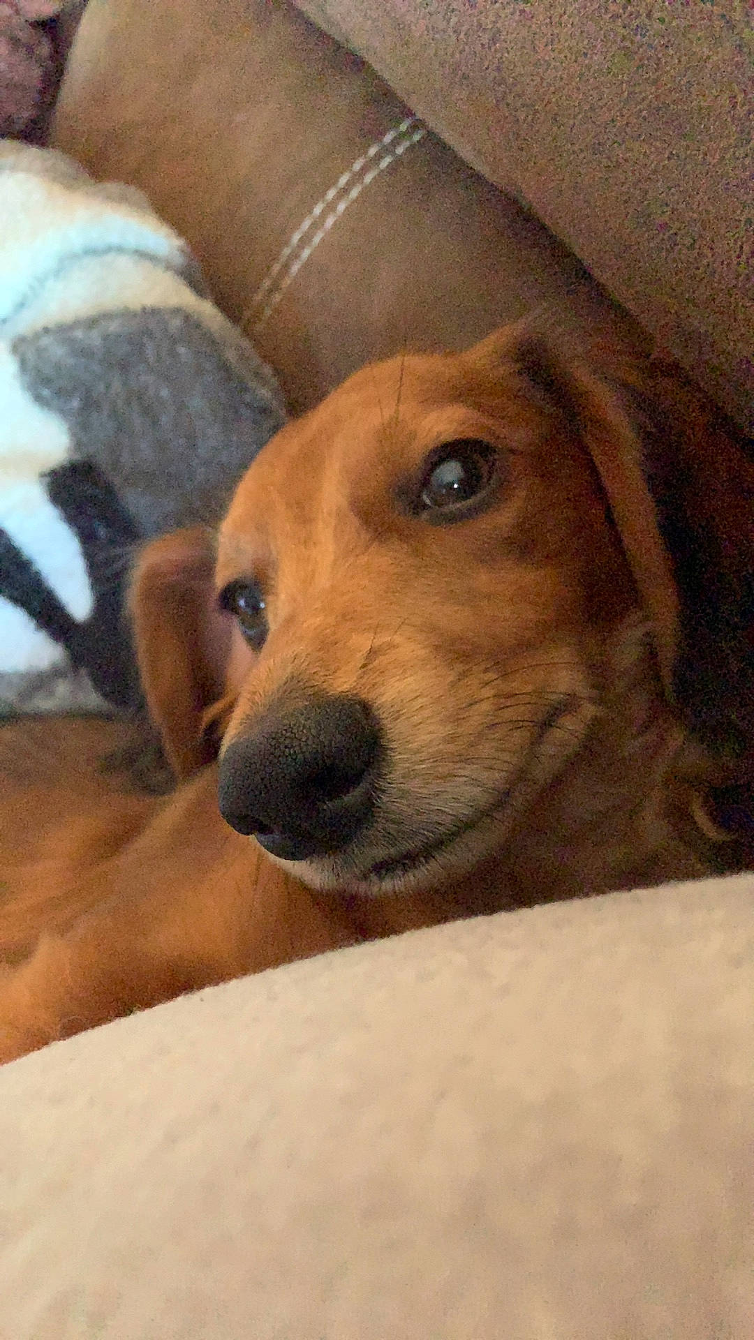 Barrett is registered to the contest to win money with this photo: canidae, carnivore, comfort, companion_dog, dog, dog_breed, ear, fawn, fur, hound, hunting_dog, liver, mammal, snout, sporting_group, terrestrial_animal, whiskers, working_animal