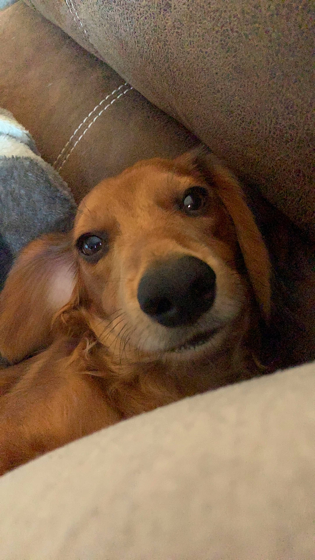 Barrett joined the competition — help win amazing prizes! canidae, carnivore, comfort, companion_dog, dog, dog_breed, ear, fawn, fur, hound, hunting_dog, liver, pet_supply, selfie, snout, sporting_group, terrestrial_animal, whiskers, wood, working_animal