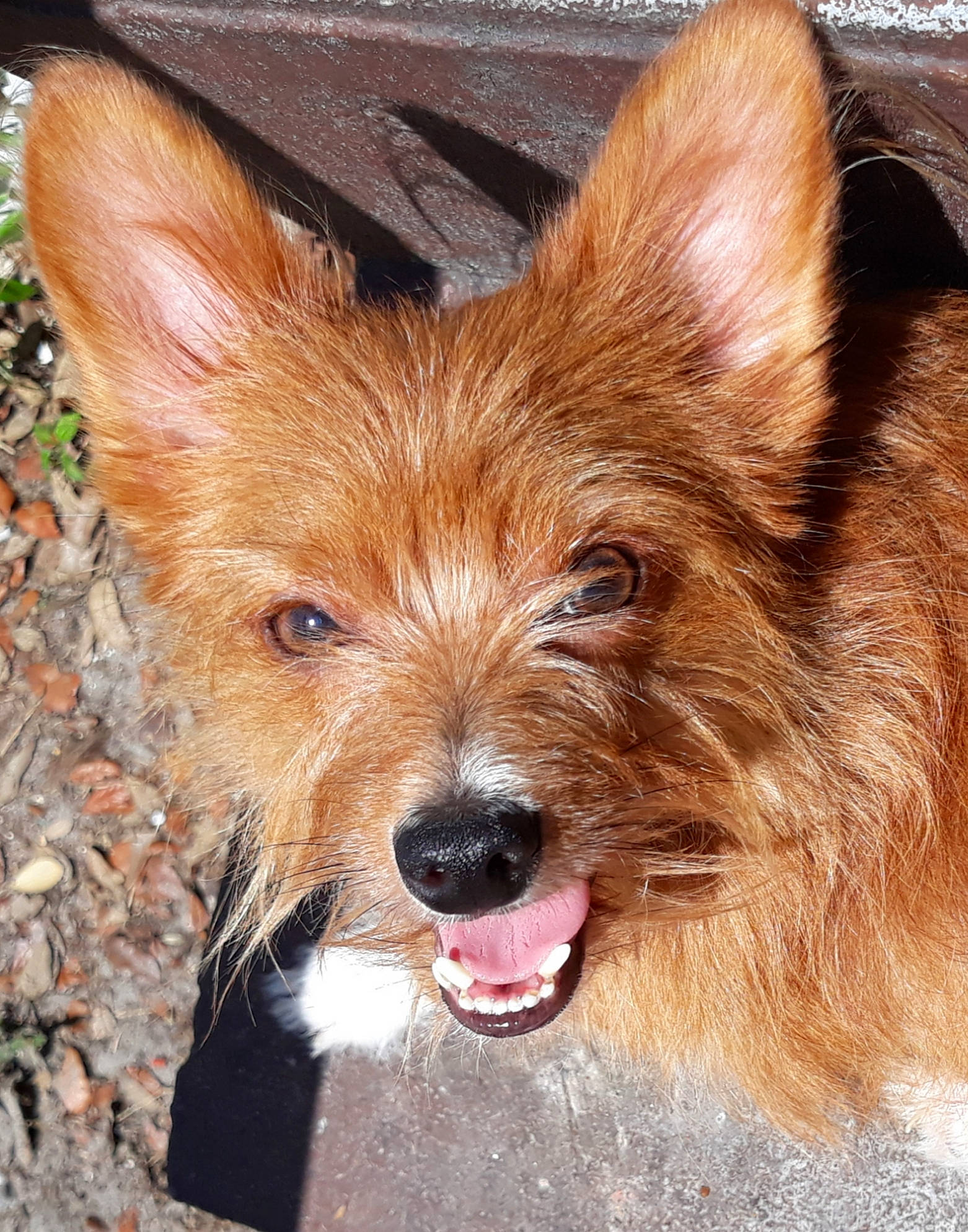 Ziggie is registered to the contest to win money with this photo: australian_silky_terrier, australian_terrier, berger_picard, biewer_terrier, cairn_terrier, canidae, carnivore, companion_dog, dog, dog_breed, fawn, mammal, norwich_terrier, portuguese_podengo, rare_breed_dog, small_terrier, terrier, vertebrate