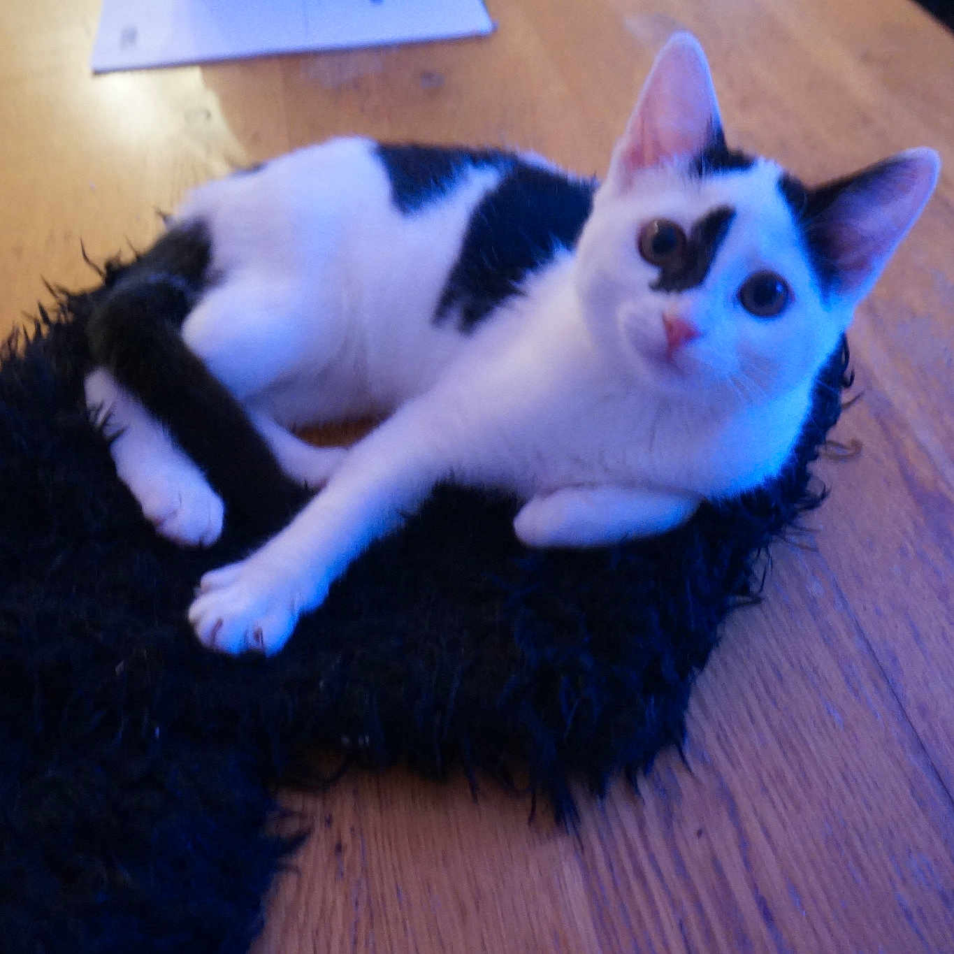 Nala