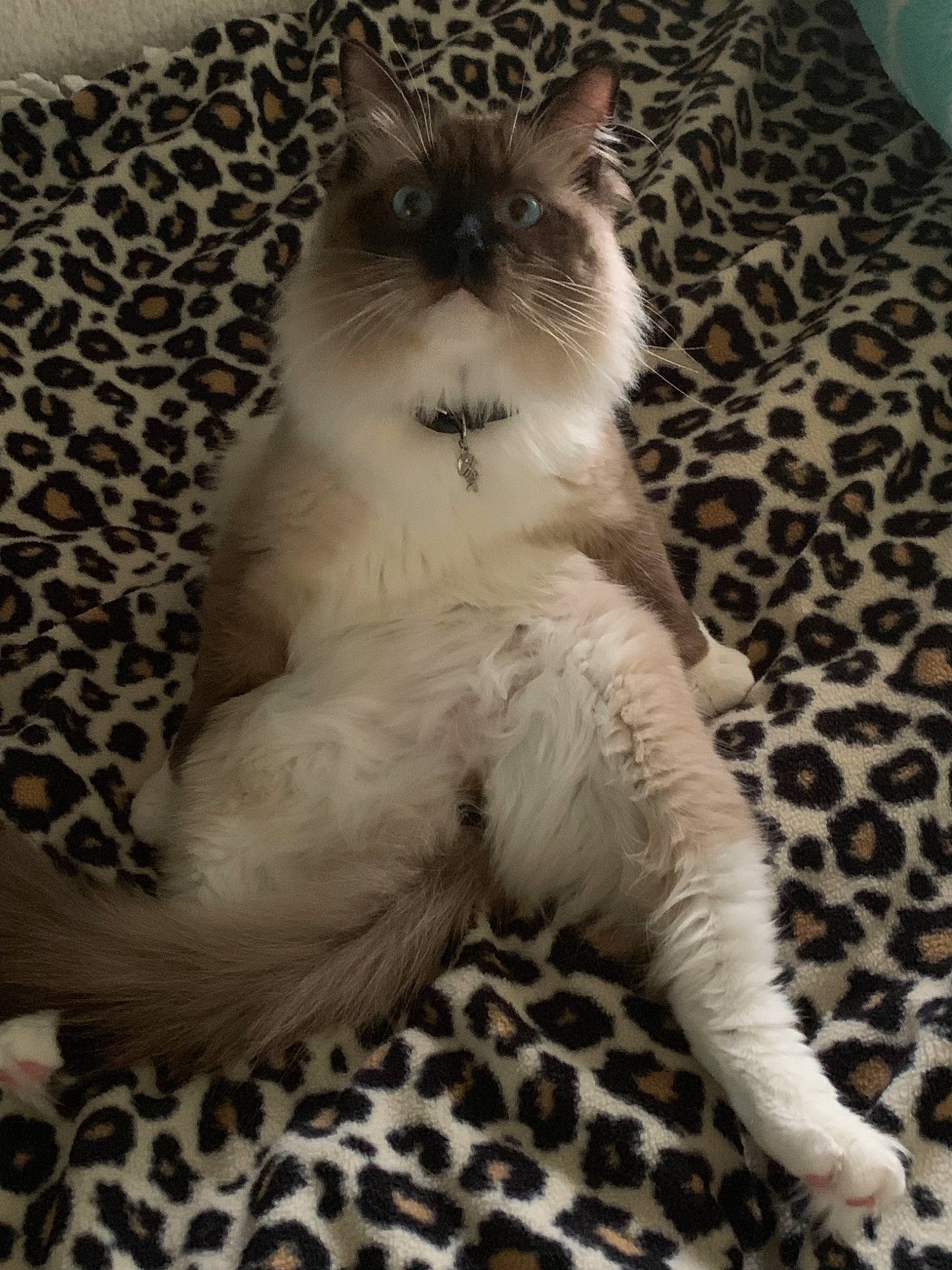 Gypsy joined the competition — help win amazing prizes! asian, balinese, birman, carnivore, cat, claw, fawn, felidae, himalayan, kitten, mammal, norwegian_forest_cat, paw, ragdoll, small_to_medium_sized_cats, tail, thai, vertebrate, whiskers