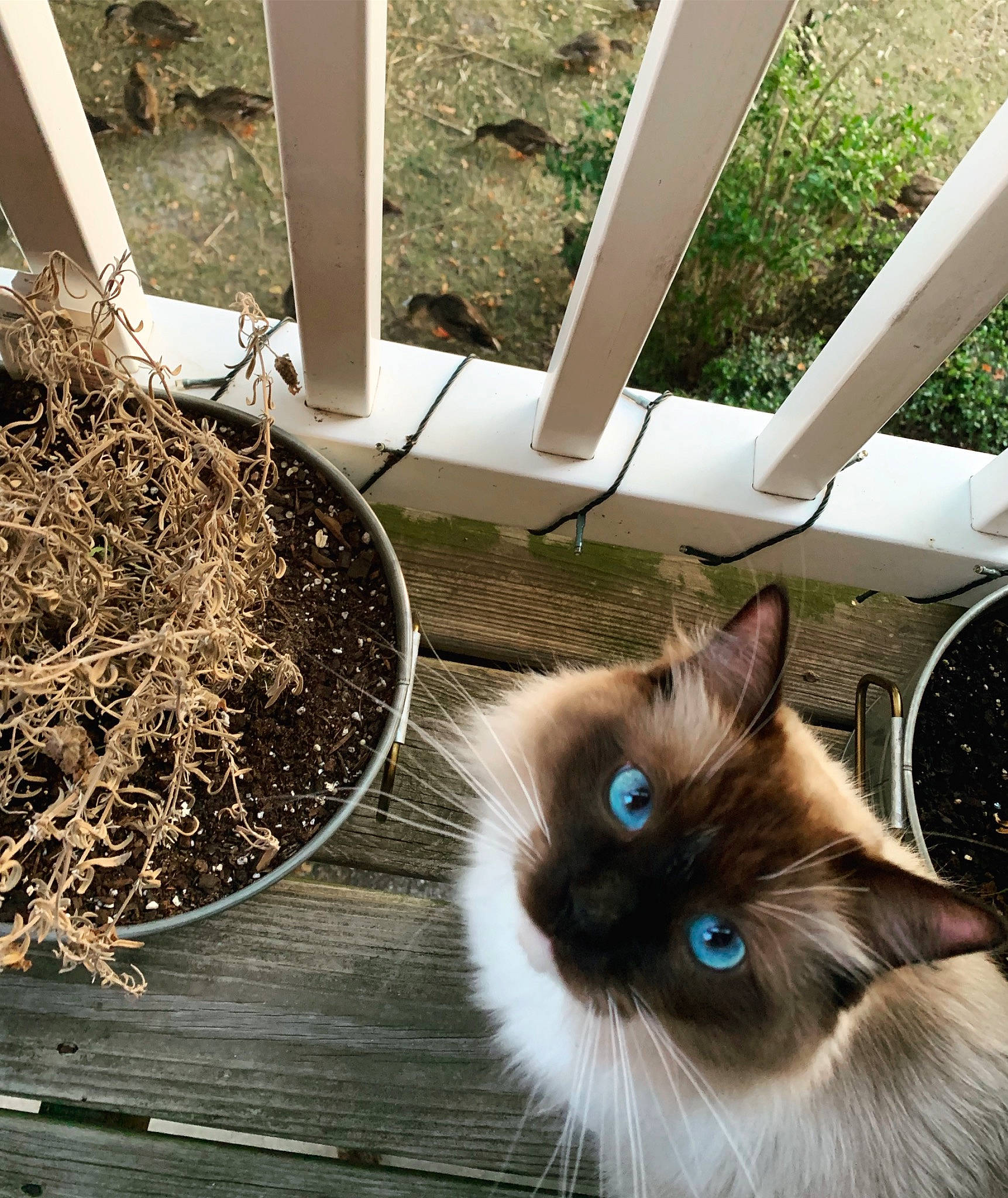 Gypsy joined the competition — help win amazing prizes! carnivore, cat, felidae, fur, plant, ragdoll, small_to_medium_sized_cats, soil, tree, whiskers, window