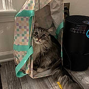 Jinx is registered to the contest to win money with this photo: cat, indoor, tote_bag, gray_cat, fluffy, curious, long_tail, wooden_floor, air_purifier, cozy, pet, feline, curled_up, household, quiet, relaxed, domestic, cute, curiosity, home