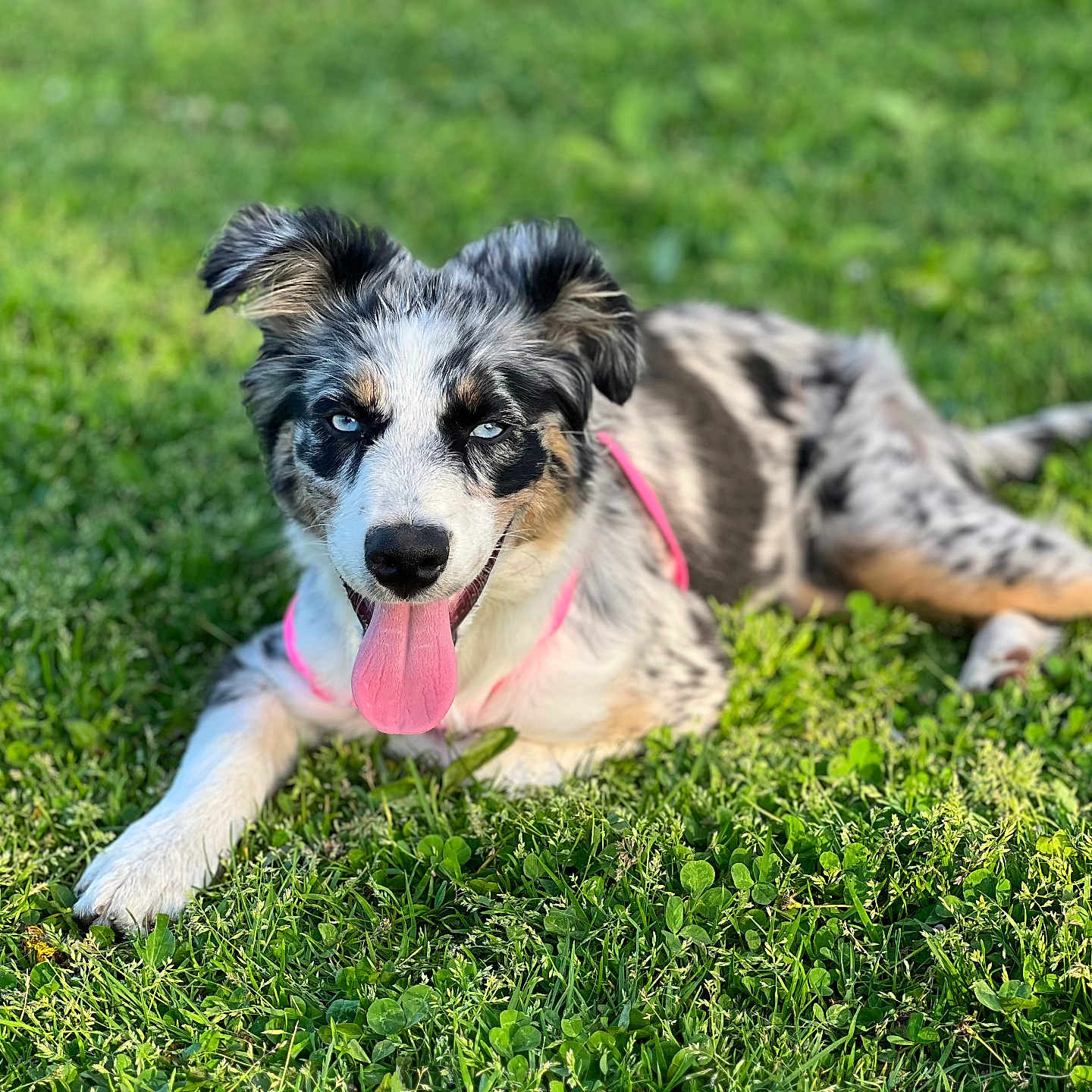 Willow joined the competition — help win amazing prizes! accessories, animal, ball, canine, dog, field, football, grass, grassland, lawn, nature, outdoors, pet, plant, puppy, soccer, sport, strap, tennis, tennisball