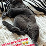 cat, gray_cat, lying_down, blanket, zebra_pattern, pillow, indoor, pet, cute, relaxed, feline, cozy, fur, animal, resting, domestic, bed, soft_texture, playful_text, emoji