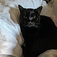 Salem a rejoint le concours — aidez-le/la à gagner de superbes lots ! black_cat, cat, pet, animal, bed, bedding, blanket, white_sheet, floral_pattern, indoor, feline, cute, domestic_animal, whiskers, relaxed, resting, sleepy, cozy, fur, closeup