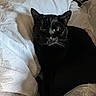 black_cat, cat, pet, animal, bed, bedding, blanket, white_sheet, floral_pattern, indoor, feline, cute, domestic_animal, whiskers, relaxed, resting, sleepy, cozy, fur, closeup
