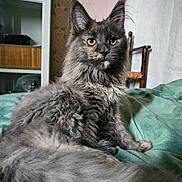 Zeyna participe au concours pour gagner de l'argent avec cette photo : cat, fluffy, gray, bed, indoor, feline, yellow_eyes, fur, pet, portrait, animal, resting, closeup, looking, whiskers, ears, tail, home, furniture, wallpaper