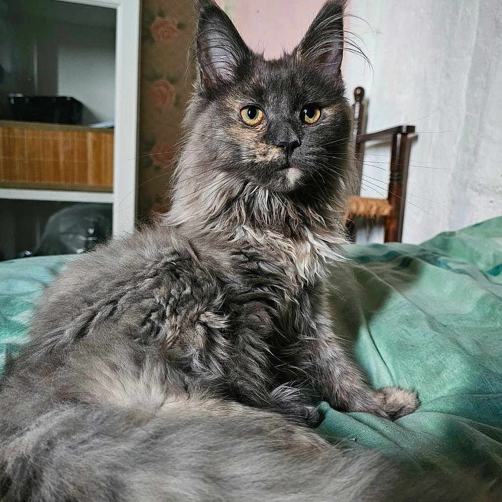 Zeyna