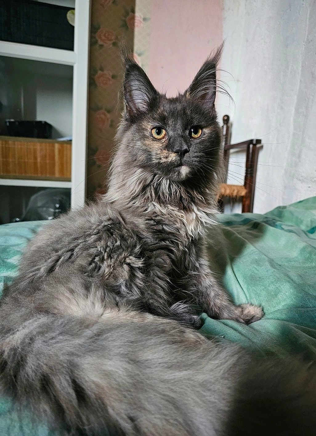 Zeyna participe au concours pour gagner de l'argent avec cette photo : cat, fluffy, gray, bed, indoor, feline, yellow_eyes, fur, pet, portrait, animal, resting, closeup, looking, whiskers, ears, tail, home, furniture, wallpaper