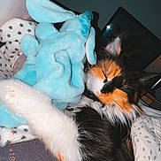 Zazu a rejoint le concours — aidez-le/la à gagner de superbes lots ! cat, calico, sleeping, stuffed_toy, blue_bunny, blanket, bed, cozy, fur, indoor, soft_toy, resting, cute, animal, pet, comfort, pillow, sleep, feline, relaxed