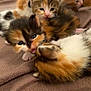 kitten, cat, animal, pet, fur, cute, baby_animal, playful, cuddling, soft, close_up, indoors, sleeping, resting, whiskers, small, mammal, multiple_animals, feline, young