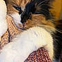 cat, calico, sleepy, close_up, paw, knitwear, cozy, fur, whiskers, indoor, warm_lighting, relaxed, soft_texture, pet, animal, snuggling, cute, comfort, resting, feline