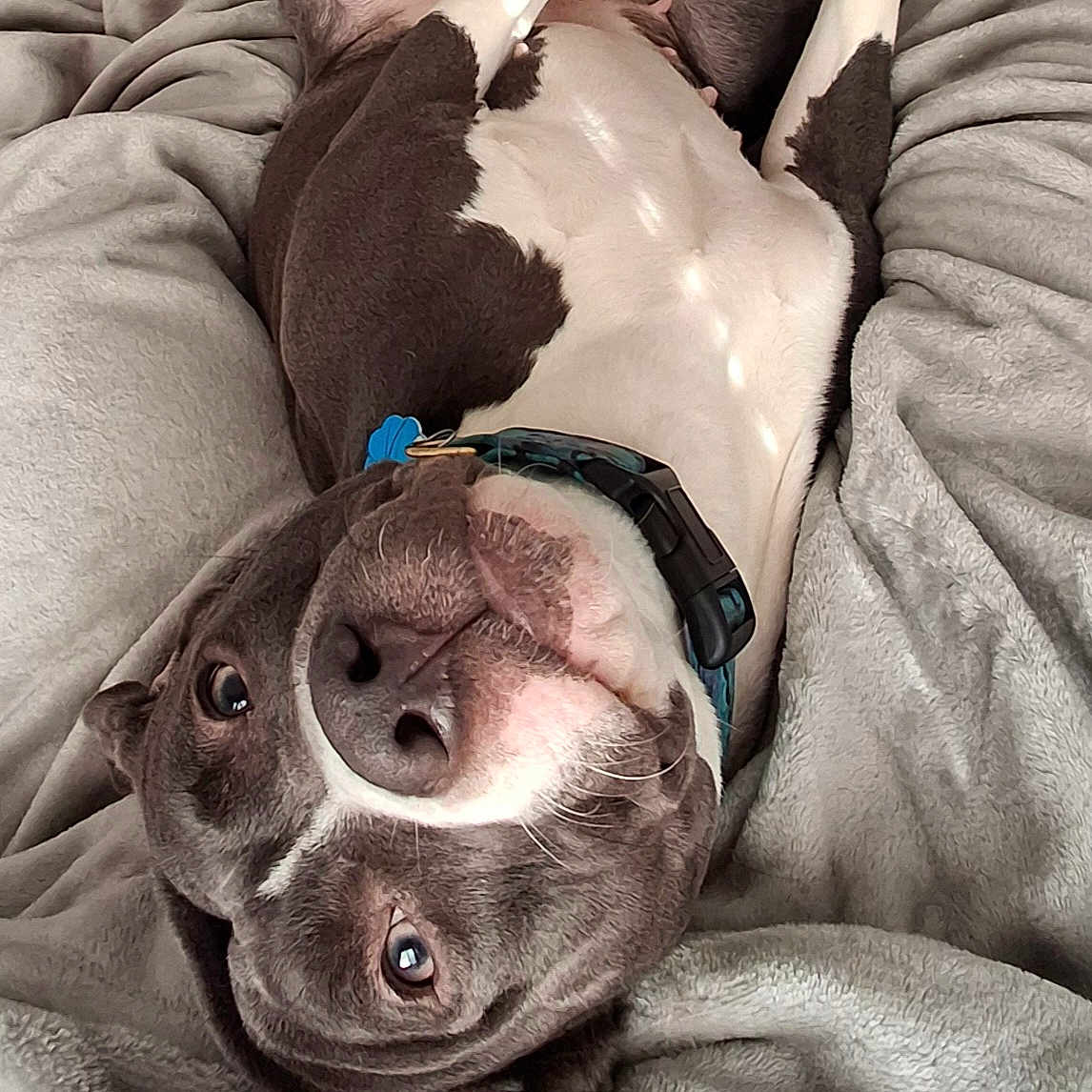 Paisley Jane is registered to the contest to win money with this photo: animal, blanket, canine, collar, comfort, companion, cozy, cute, dog, domestic, friendly, fur, indoor, lying_down, mammal, pet, playful, relaxed, resting, sleepy