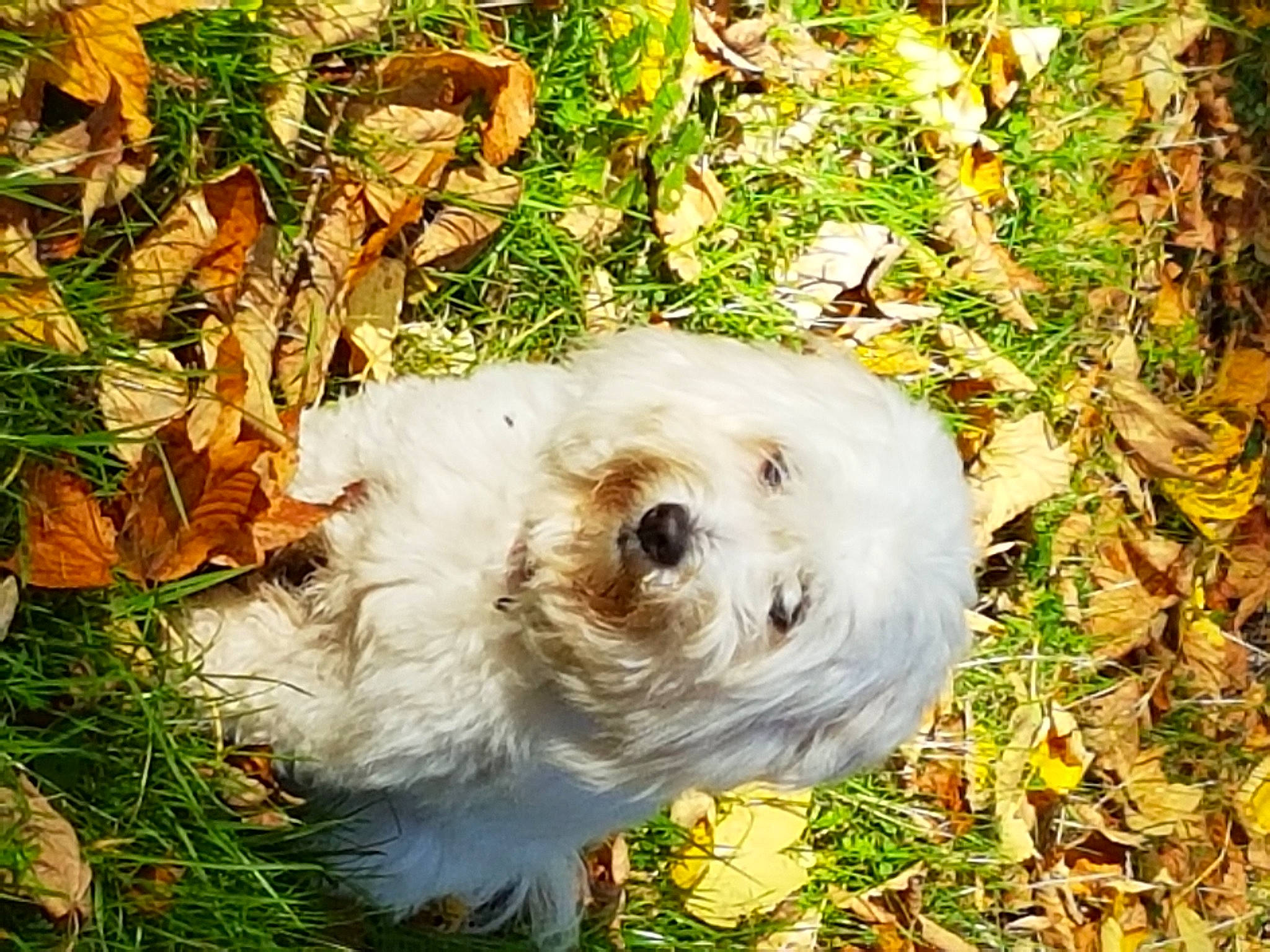 Rebelle a rejoint le concours — aidez-le/la à gagner de superbes lots ! canidae, carnivore, companion_dog, dog, dog_breed, fawn, grass, labradoodle, maltepoo, plant, puppy, puppy_love, small_terrier, snout, sporting_group, terrier, toy, toy_dog, tree, working_animal