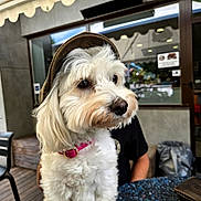 Rebelle a rejoint le concours — aidez-le/la à gagner de superbes lots ! brown_hat, cafe, casual, daylight, dog, fluffy, hat, looking_away, outdoor, person, pet, pink_collar, portrait, reflection, seated, small_dog, table, white_dog, window, wooden_floor