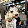 dog, white_dog, hat, pink_collar, outdoor, table, cafe, pet, fluffy, small_dog, brown_hat, portrait, looking_away, wooden_floor, person, seated, window, reflection, casual, daylight