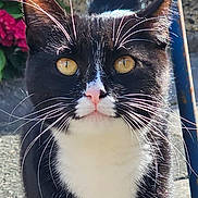 Jet joined the competition — help win amazing prizes! animal, cat, closeup, curious, cute, daylight, feline, flower, fur, metal_pole, nature, outdoor, pet, pink_nose, plant, portrait, sitting, tuxedo_cat, whiskers, yellow_eyes