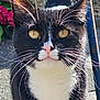 animal, cat, closeup, curious, cute, daylight, feline, flower, fur, metal_pole, nature, outdoor, pet, pink_nose, plant, portrait, sitting, tuxedo_cat, whiskers, yellow_eyes