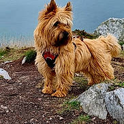 Sotiz participe au concours pour gagner de l'argent avec cette photo : adventure, alert, body_of_water, canine, cliffside, daylight, dog, fur, grass, landscape, leash, nature, outdoor, pet, red_harness, rocks, rocky_path, scenic, shaggy_coat, walking_path