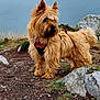adventure, alert, body_of_water, canine, cliffside, daylight, dog, fur, grass, landscape, leash, nature, outdoor, pet, red_harness, rocks, rocky_path, scenic, shaggy_coat, walking_path