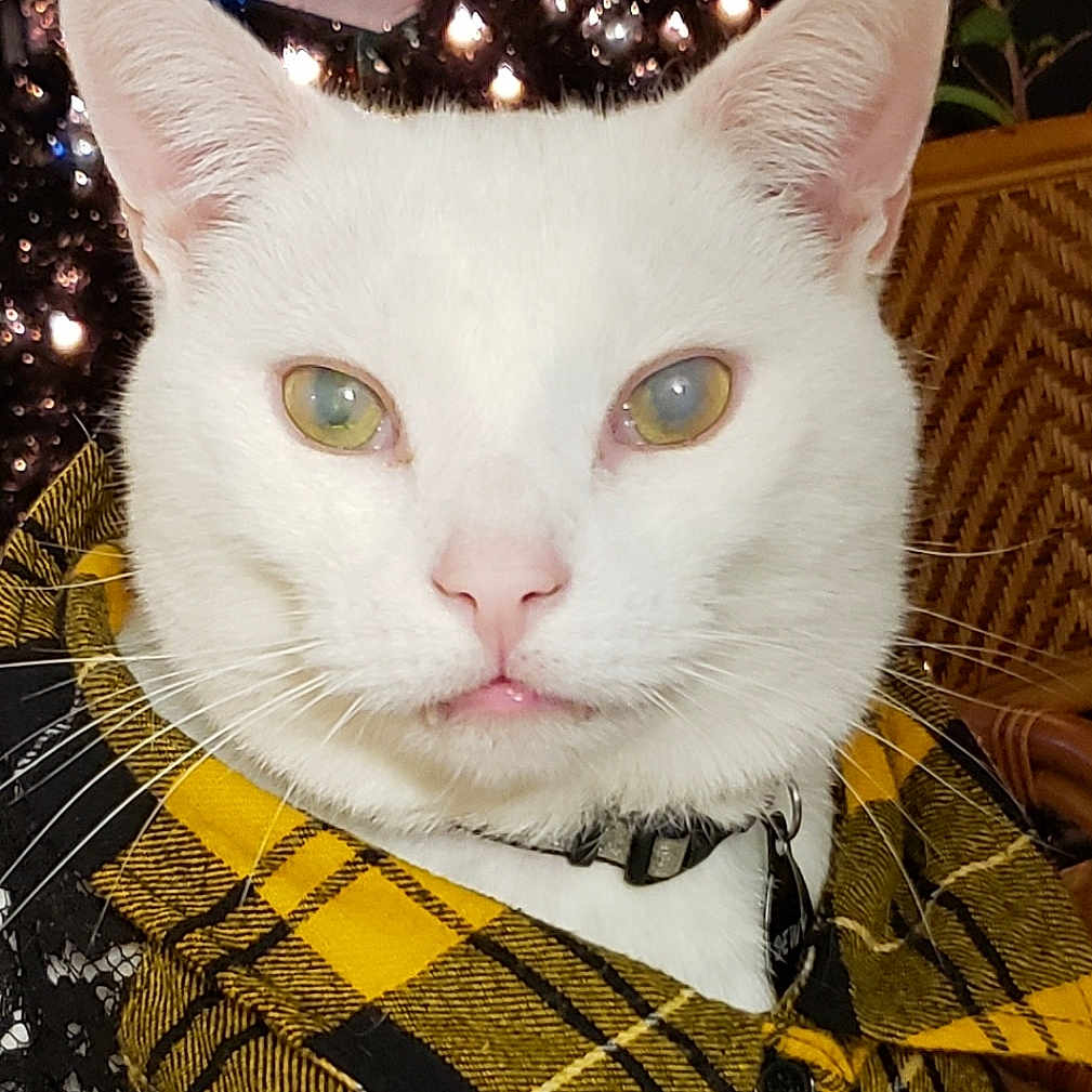 Mr Dewy Winterbottom