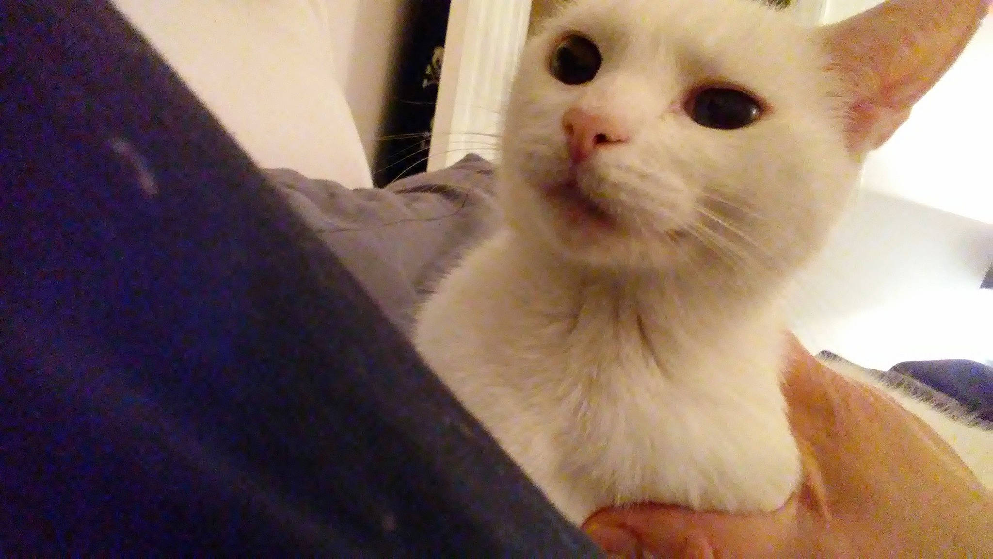 White Face Winterbottom is registered to the contest to win money with this photo: aegean_cat, burmilla, carnivoran, cat, cat_like_mammal, domestic_short_haired_cat, european_shorthair, eye, fur, german_rex, khao_manee, kitten, nose, paw, person, skin, small_to_medium_sized_cats, snout, turkish_angora, turkish_van