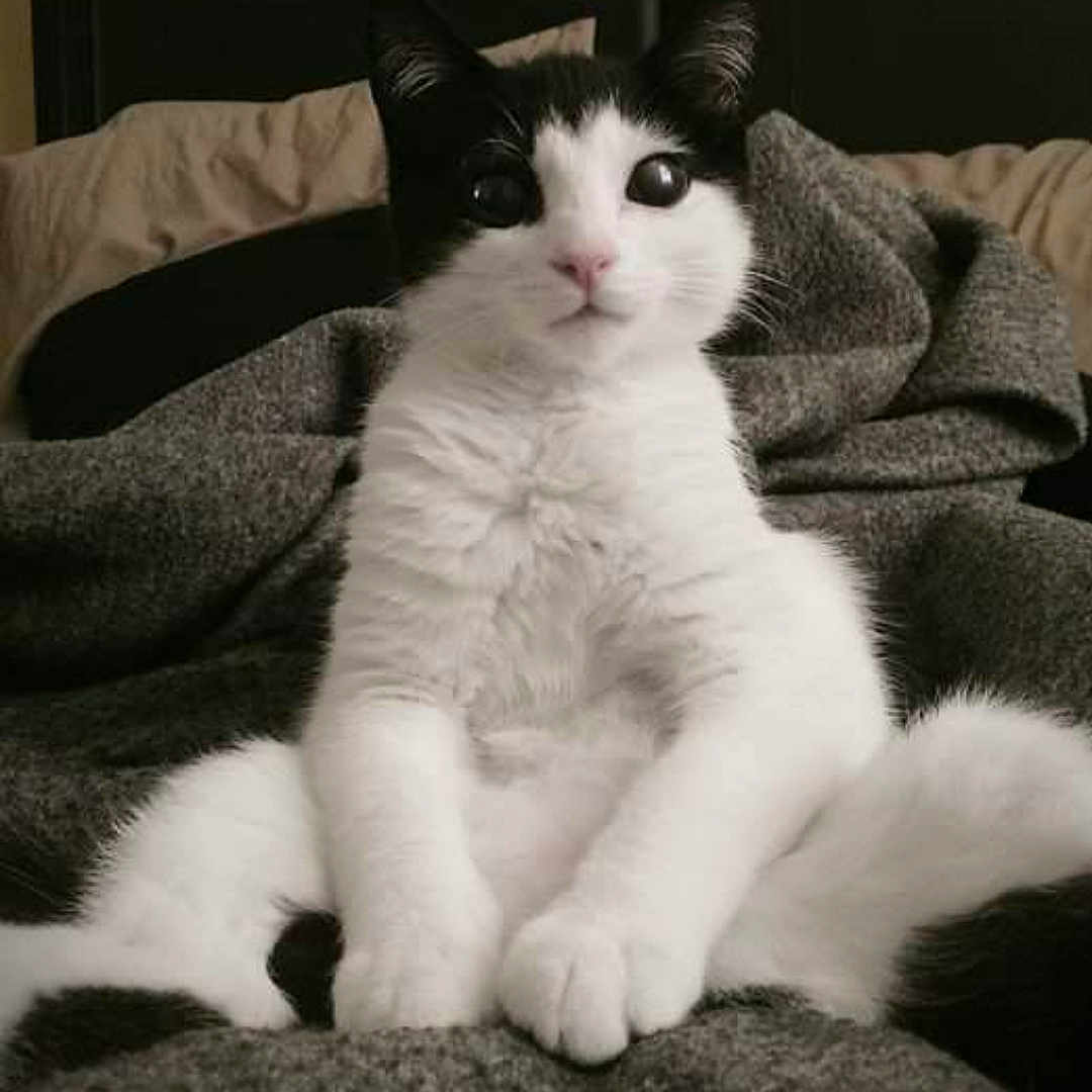 Bird joined the competition — help win amazing prizes! aegean_cat, cat, cat_like_mammal, domestic_short_haired_cat, european_shorthair, fur, kitten, paw, small_to_medium_sized_cats, snout, snowshoe, whiskers