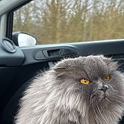 Penelope participe au concours pour gagner de l'argent avec cette photo : amber_eyes, animal, calm, car_interior, cat, closeup, door_handle, fluffy, fur, gray, indoor, pet, portrait, rain, reflection, seat, soft_light, trees, whiskers, window