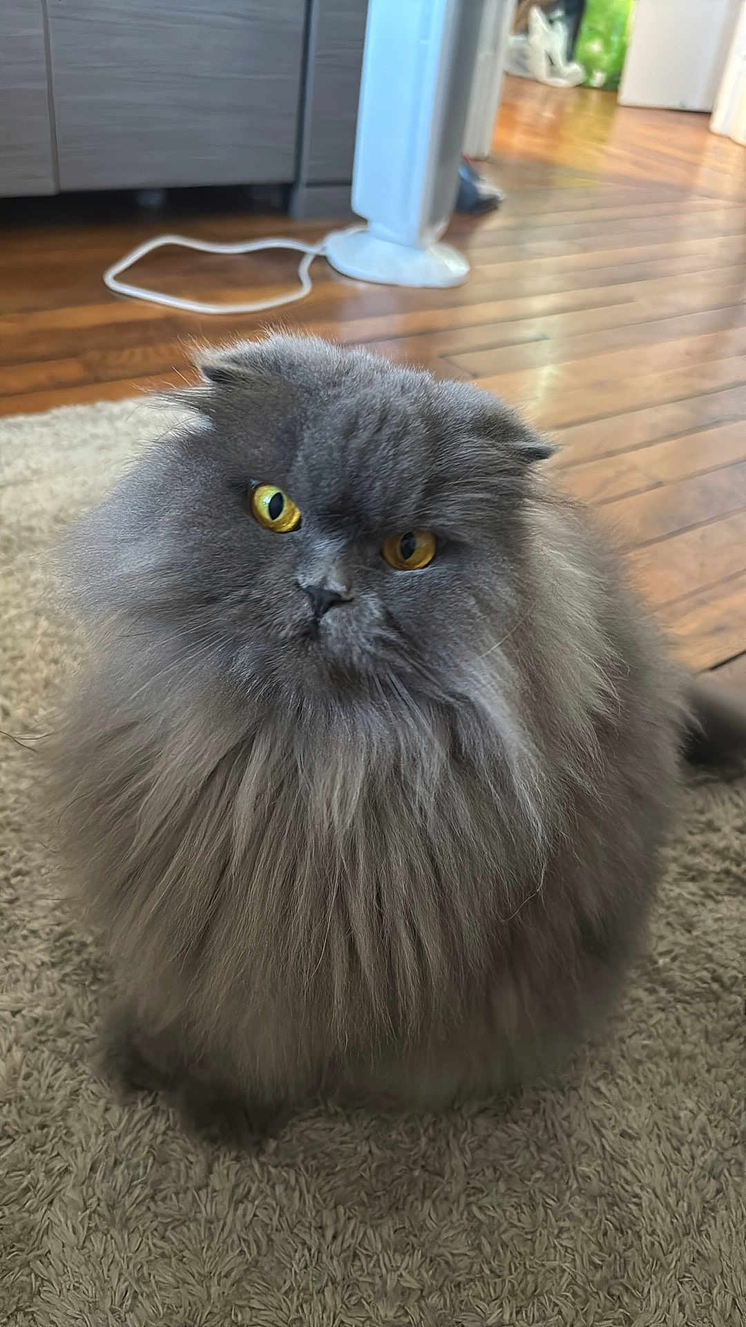 Penelope participe au concours pour gagner de l'argent avec cette photo : cat, gray_cat, fluffy, yellow_eyes, carpet, indoor, wooden_floor, pet, feline, curious, long_hair, animal, domestic_cat, cute, fur, whiskers, sitting, home, closeup, face