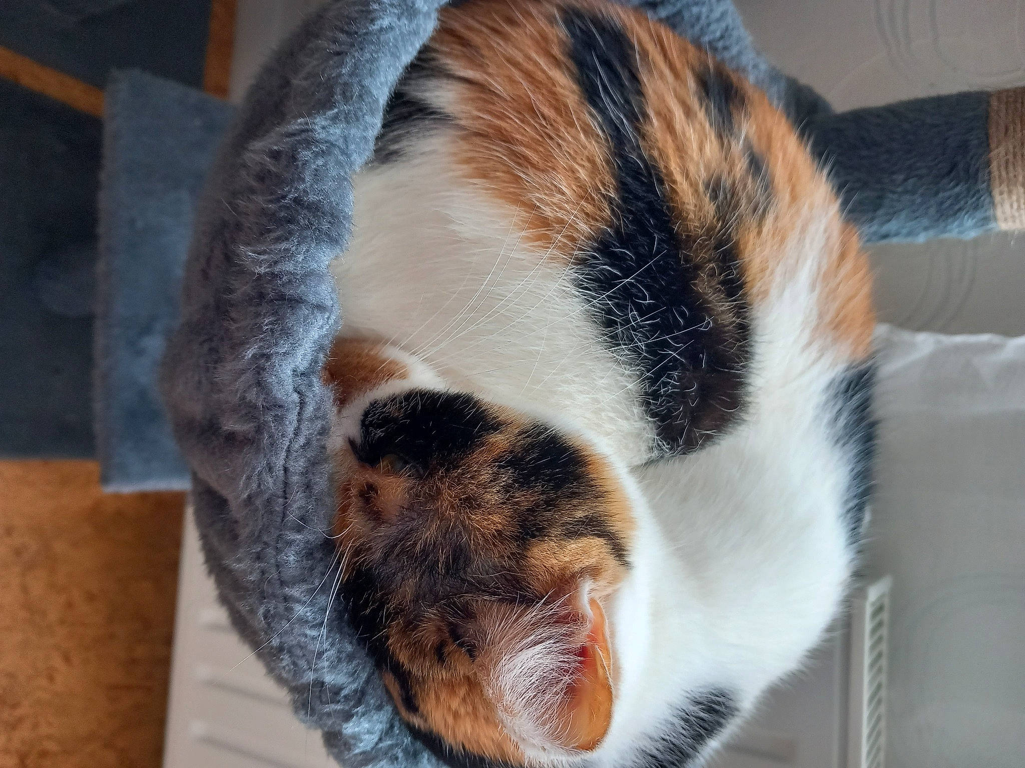 Monoï a rejoint le concours — aidez-le/la à gagner de superbes lots ! carnivore, cat, claw, comfort, domestic_short_haired_cat, fawn, felidae, fur, nap, paw, sleep, small_to_medium_sized_cats, snout, tail, terrestrial_animal, whiskers