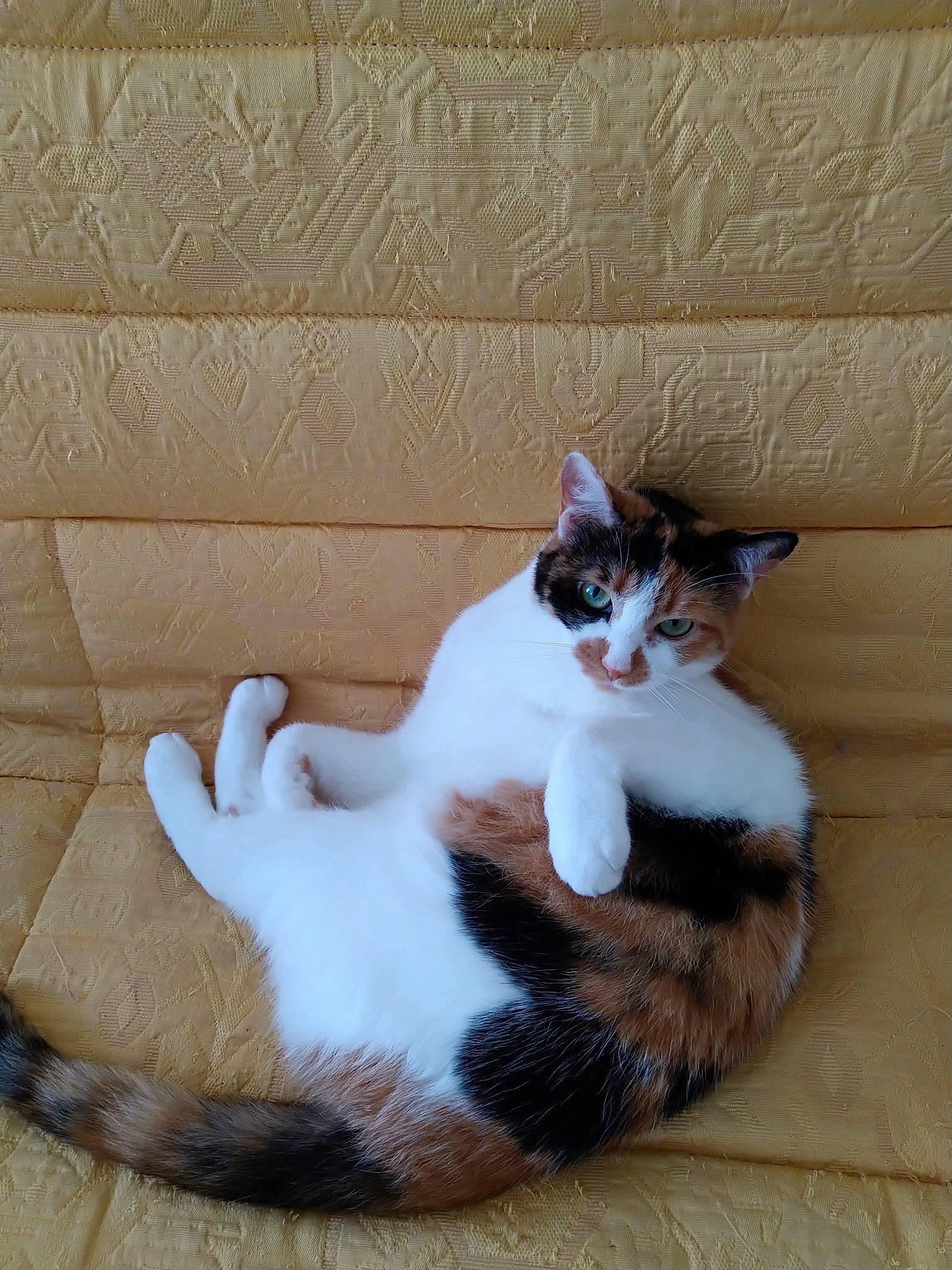 Monoï a rejoint le concours — aidez-le/la à gagner de superbes lots ! carnivore, cat, claw, comfort, domestic_short_haired_cat, door, fawn, felidae, foot, fur, paw, sitting, small_to_medium_sized_cats, snout, tail, terrestrial_animal, whiskers, window, wood