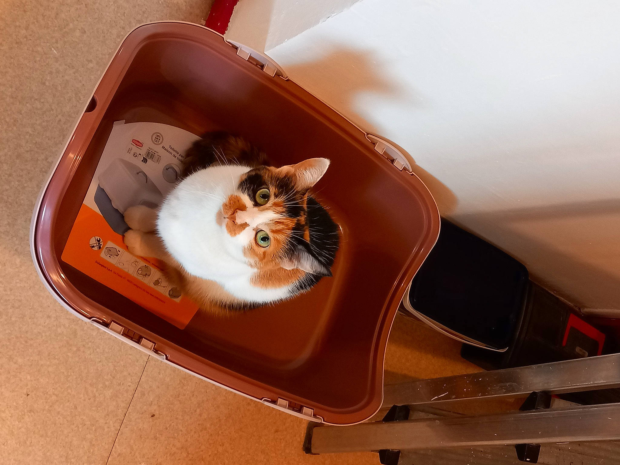 Monoï participe au concours pour gagner de l'argent avec cette photo : box, brown, carnivore, cat, cat_supply, comfort, domestic_short_haired_cat, felidae, fur, home_appliance, metal, pet_supply, room, small_to_medium_sized_cats, tail, whiskers, wood