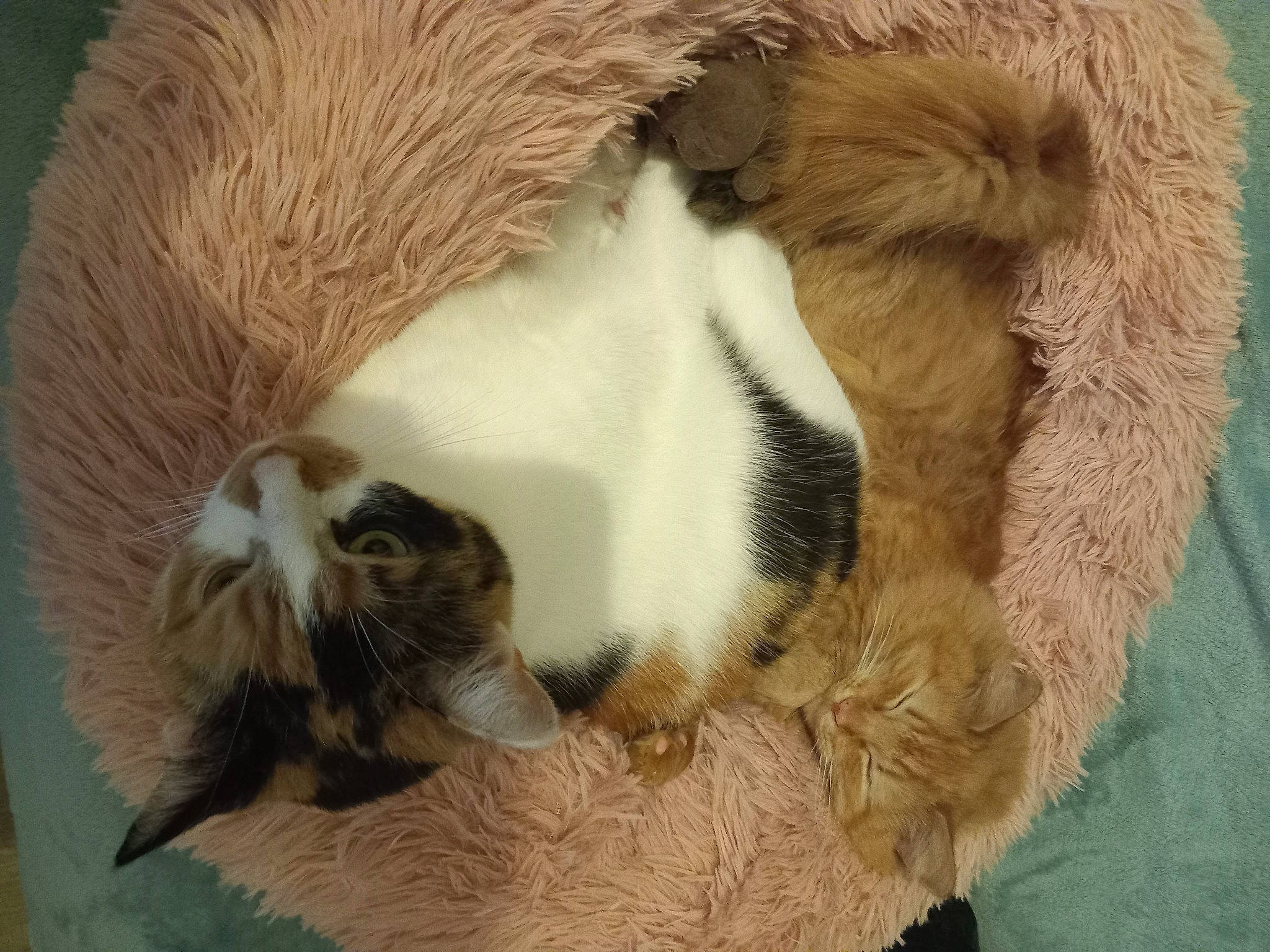 Sakura a rejoint le concours — aidez-le/la à gagner de superbes lots ! carnivore, cat, cat_bed, claw, comfort, domestic_short_haired_cat, fawn, felidae, fur, nap, natural_material, paw, small_to_medium_sized_cats, snout, tail, terrestrial_animal, whiskers, wool