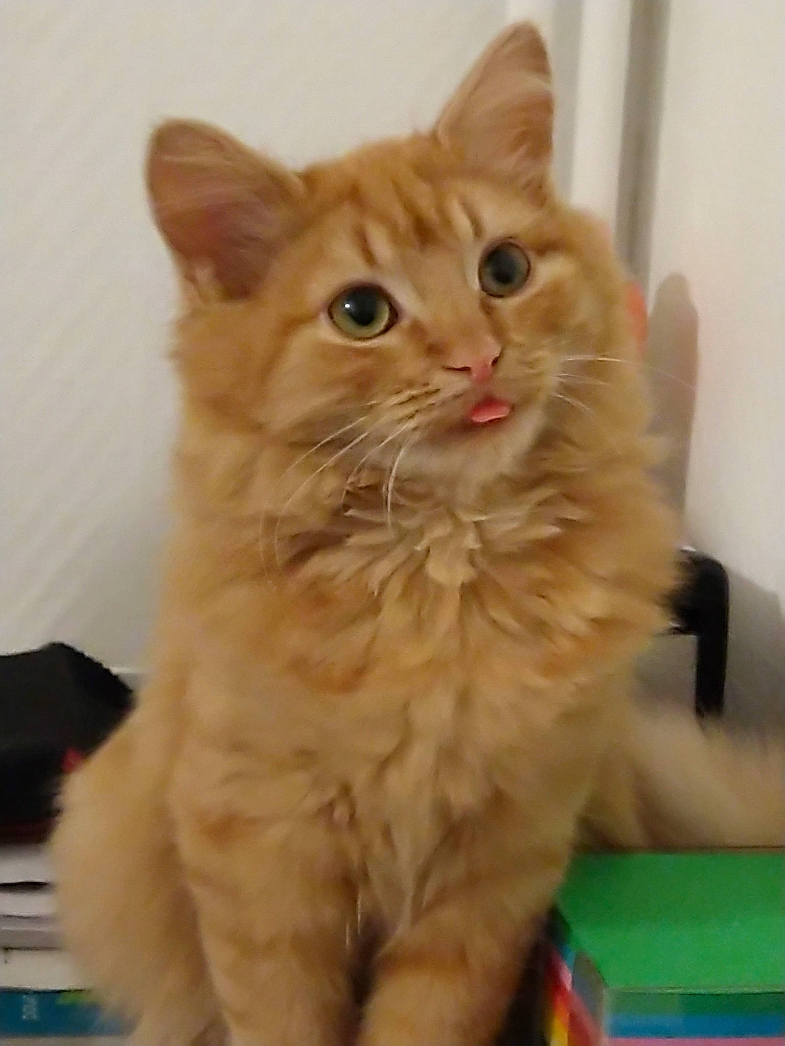 Sakura a rejoint le concours — aidez-le/la à gagner de superbes lots ! carnivore, cat, domestic_short_haired_cat, fawn, felidae, fur, iris, small_to_medium_sized_cats, snout, whiskers