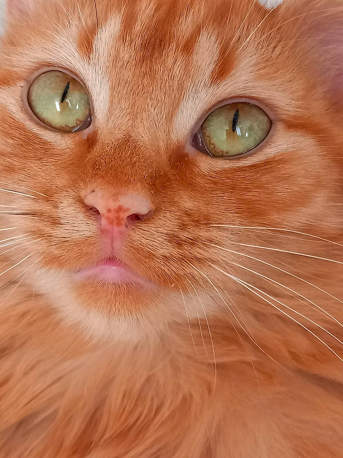 Sakura a rejoint le concours — aidez-le/la à gagner de superbes lots ! carnivore, cat, close_up, curious, ear, eye, fawn, felidae, fur, head, human_body, iris, natural_material, nose, peach, small_to_medium_sized_cats, snout, terrestrial_animal, whiskers