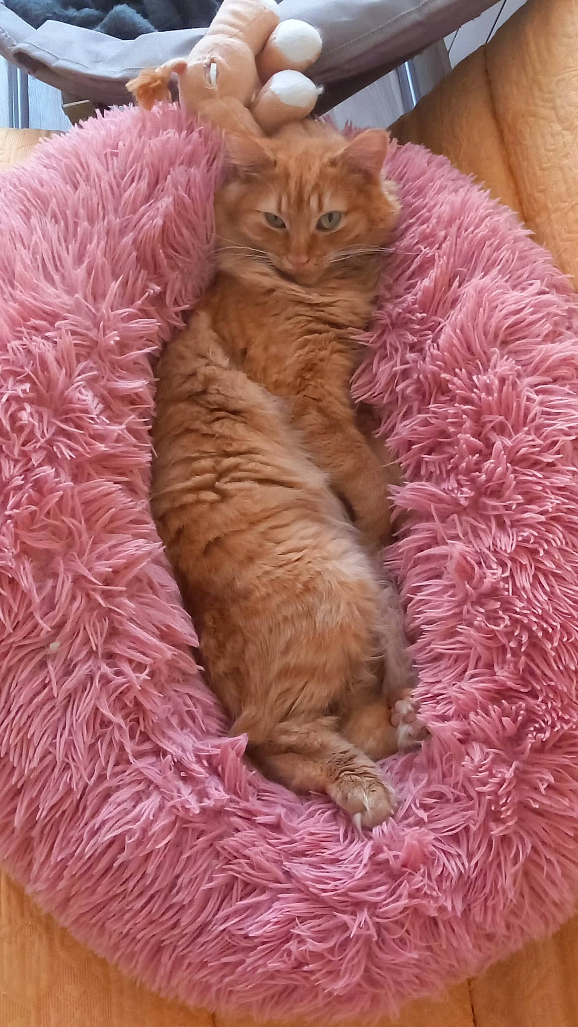 Sakura participe au concours pour gagner de l'argent avec cette photo : carnivore, cat, claw, comfort, companion_dog, domestic_short_haired_cat, fawn, felidae, fur, liver, magenta, nap, pink, sleep, small_to_medium_sized_cats, tail, terrestrial_animal, whiskers