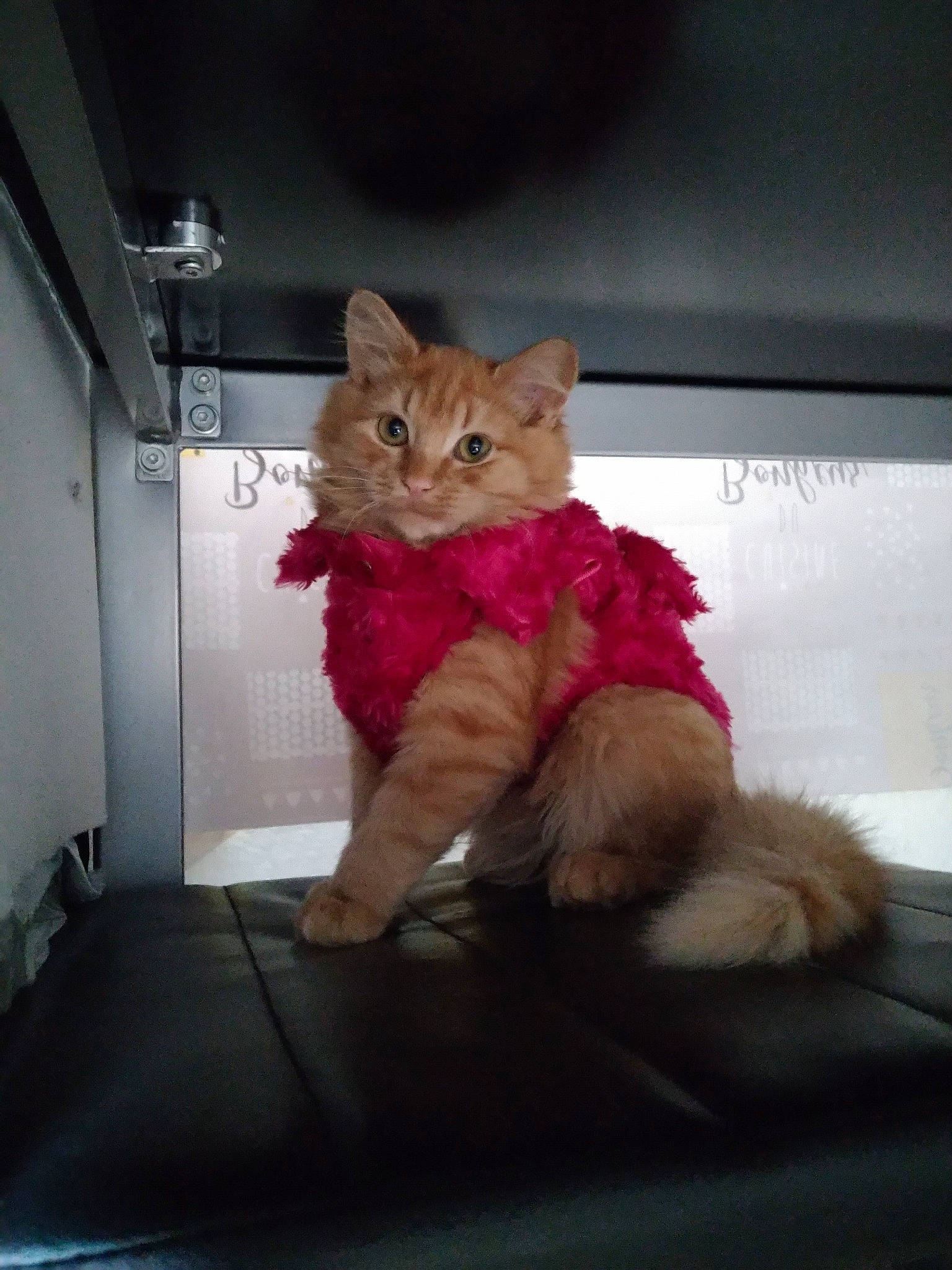 Sakura a rejoint le concours — aidez-le/la à gagner de superbes lots ! carnivore, cat, claw, comfort, companion_dog, domestic_short_haired_cat, fawn, felidae, flooring, fur, human_leg, lap, paw, room, sitting, small_to_medium_sized_cats, snout, tail, toy, whiskers