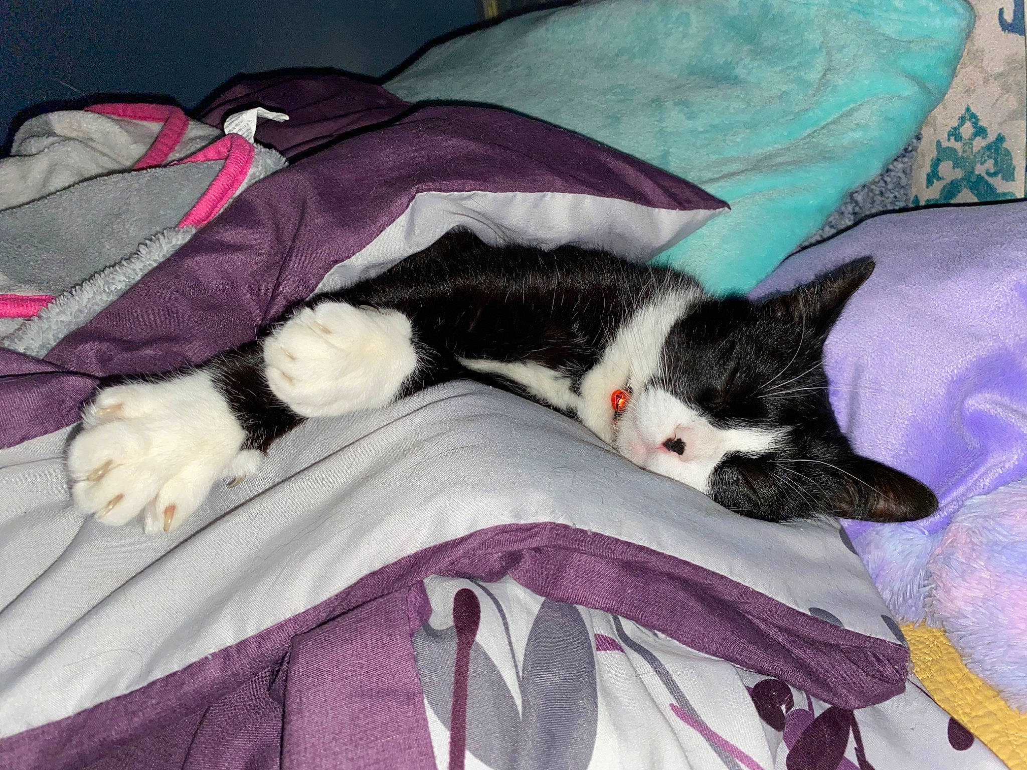 Emmett is registered to the contest to win money with this photo: bed, bed_sheet, bedding, canidae, carnivore, cat, felidae, fur, furniture, kitten, linens, nap, quilt, sleep, small_to_medium_sized_cats, tail, textile, whiskers