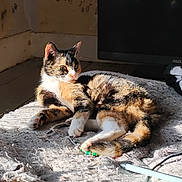 Mischief joined the competition — help win amazing prizes! animal, blanket, cable, calico_cat, calm, cat, cozy, domestic, feline, floor, fur, indoor, paw, pen, pet, relaxing, resting, sunlight, tail, texture